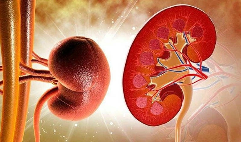 Nhận biết hình ảnh bệnh viêm cầu thận giai đoạn cấp