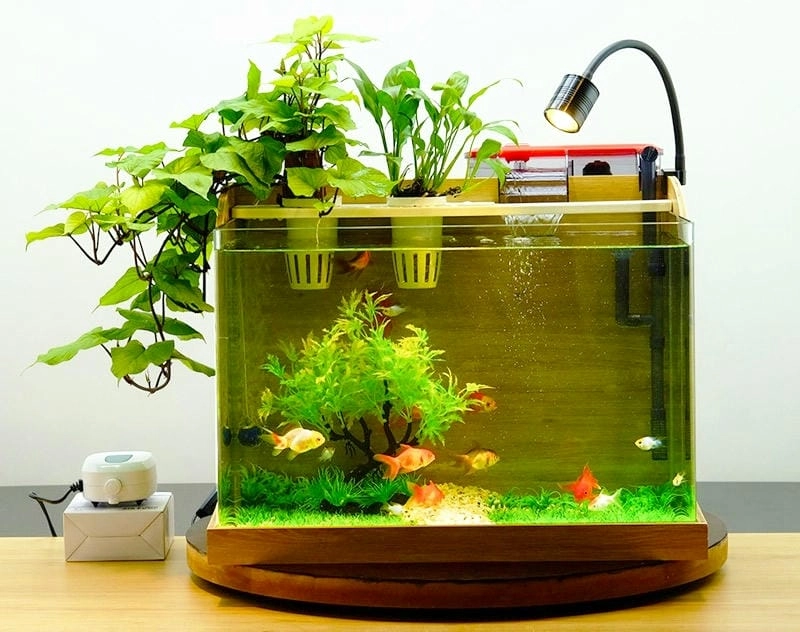Khám phá mô hình bể cá đẹp giúp không gian thêm sinh động