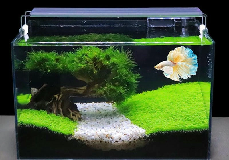 Tối ưu diện tích cùng các kiểu hồ cá trong nhà hiện đại