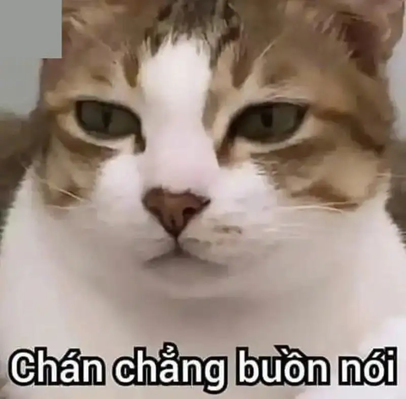 Một ánh nhìn, một meme chán không buồn nói là xong