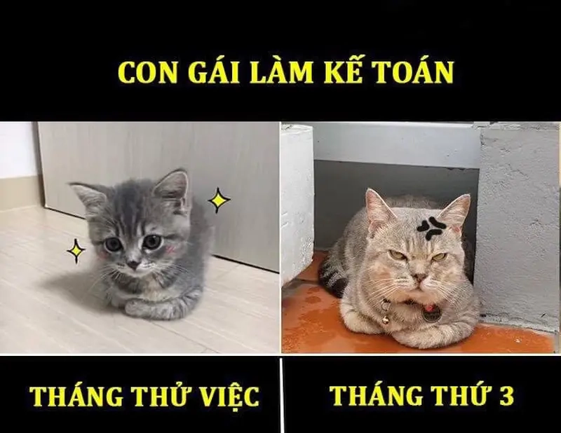 Khi meme số liệu không khớp trở thành trào lưu trong cộng đồng tài chính