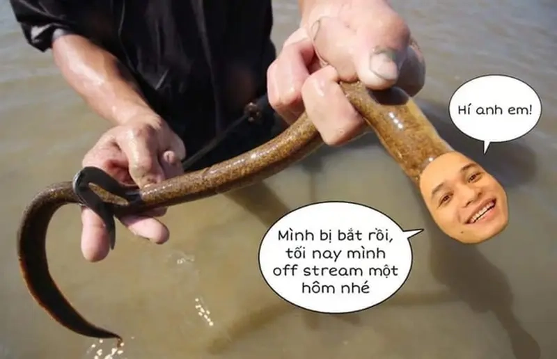 Meme Độ Mixi độc đáo với meme lươn