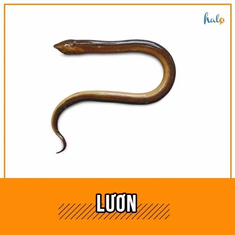 Meme lươn thú vị meme Độ Mixi