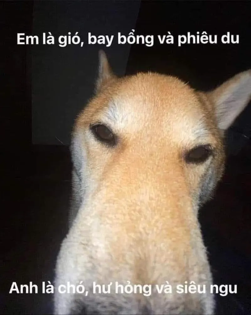 Mỗi ngày một chiếc meme hài vl, đời vui hẳn ra!