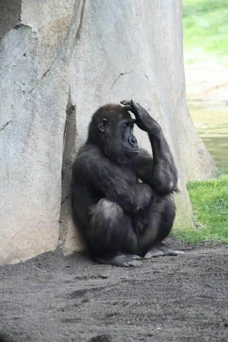 Cười rụng rốn với meme cười té ghế chất hơn nước cất!