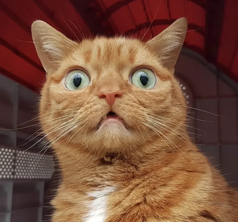 Đỉnh cao biểu cảm meme hoang mang tột độ khiến ai cũng thích