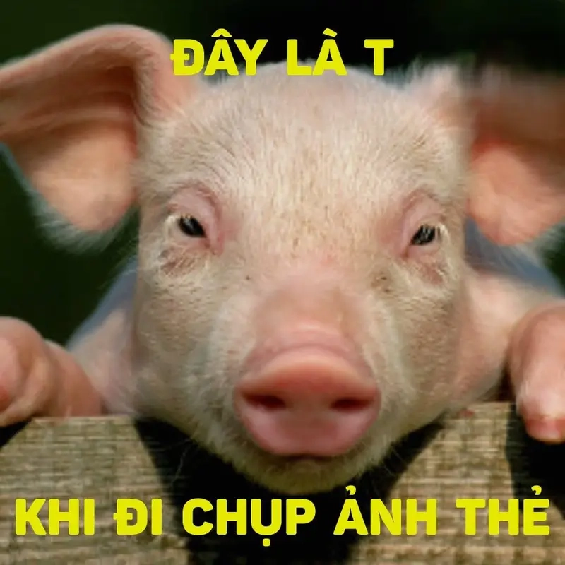 Tạo meme ảnh thẻ độc đáo, vui nhộn dễ dàng chia sẻ