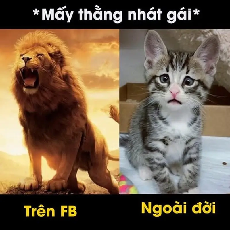 Khám phá meme trên mạng và ngoài đời đầy sáng tạo