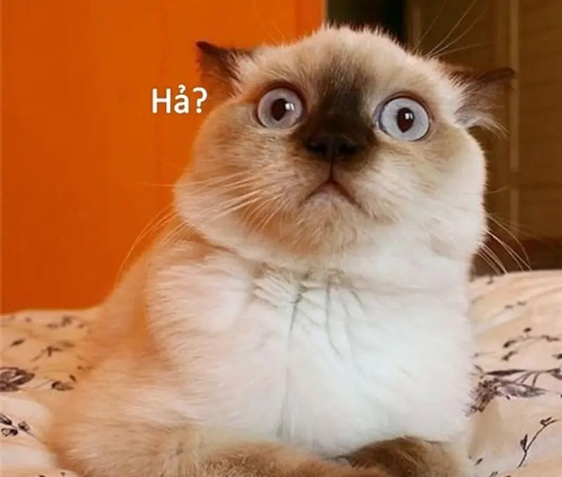 Meme bất ngờ làm bạn “đứng hình” trong tích tắc