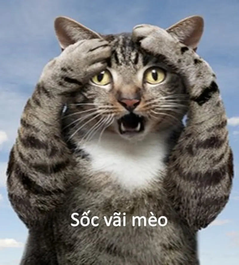 Ai xem cũng phải thốt lên vì meme sốc quá “đỉnh”