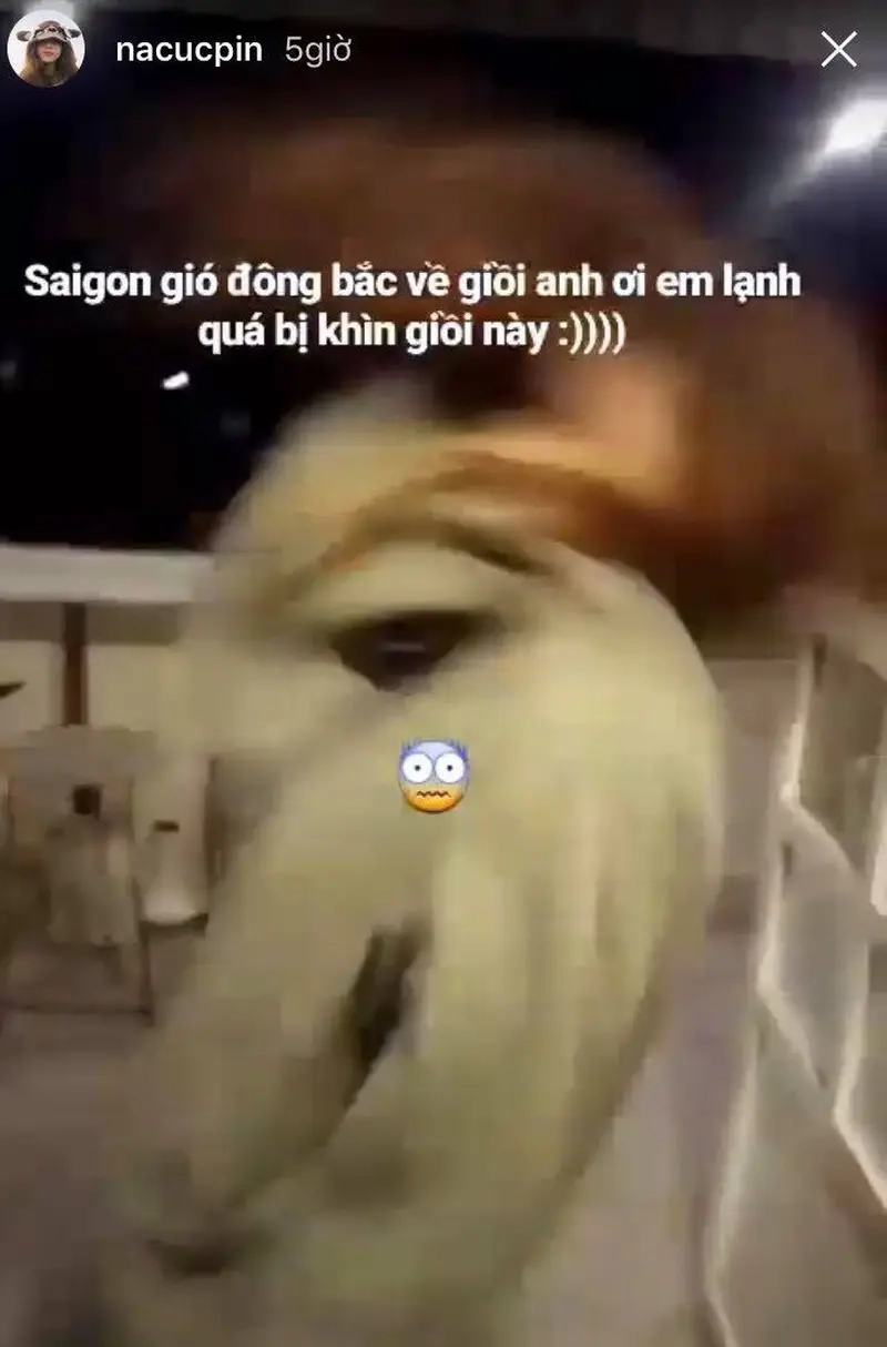 Khi meme Sài Gòn không có mùa đông làm bạn thích thú