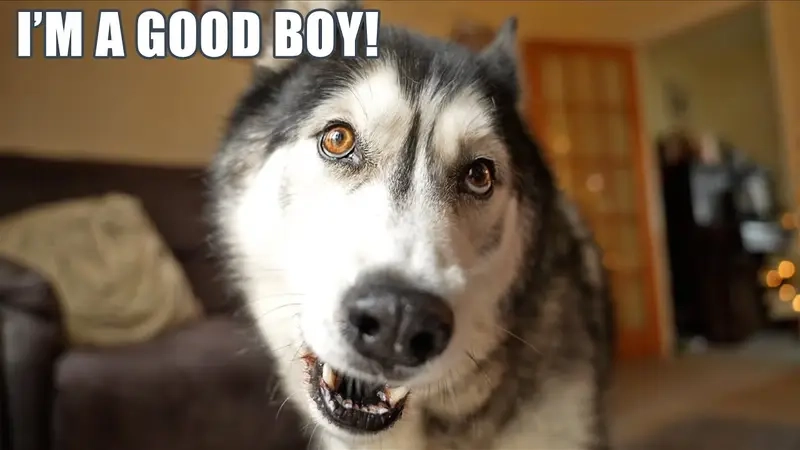 Meme good boy tạo điểm nhấn hài hước trong meme template chung