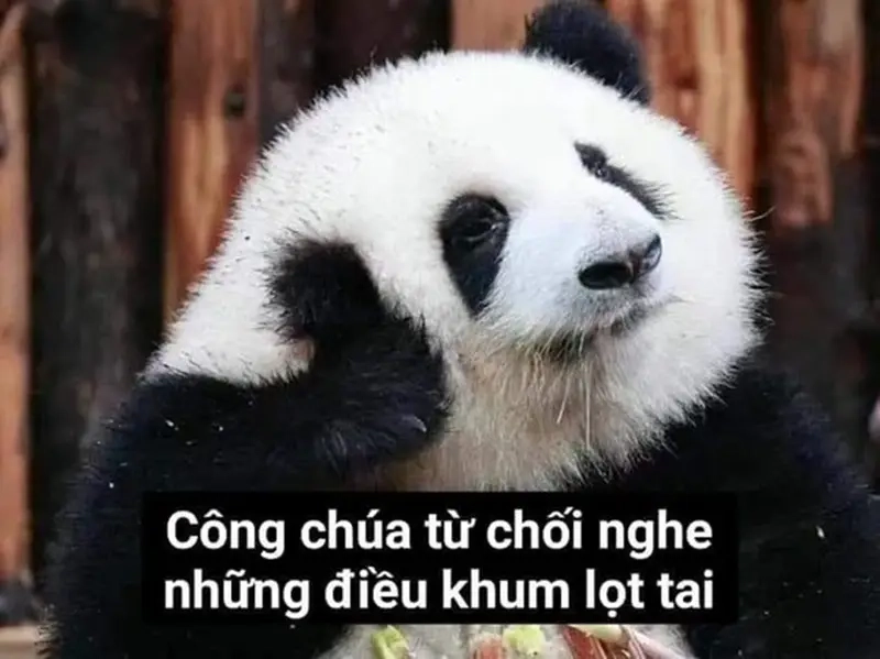Meme template chung đáng yêu với meme gấu trúc wechat siêu dễ thương