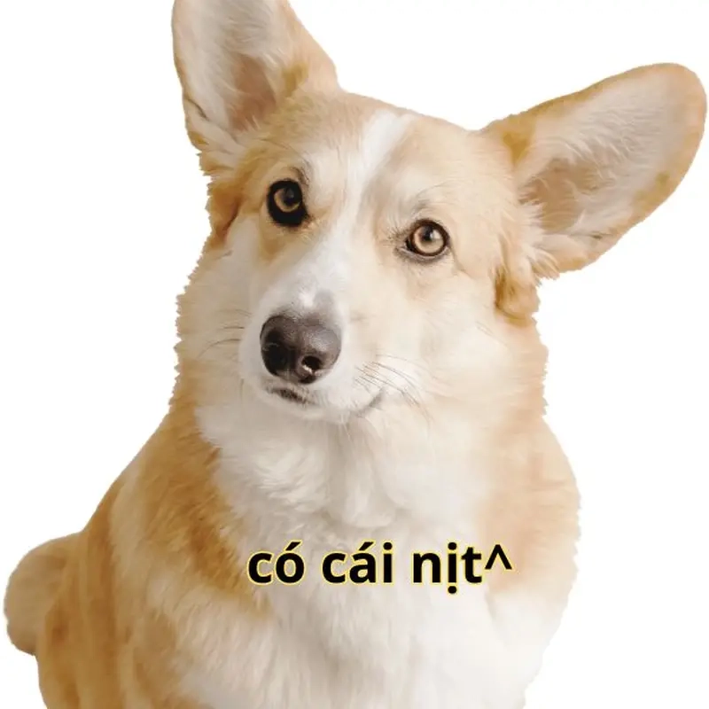 Từ video đời thường đến nguồn gốc meme còn cái nịt huyền thoại