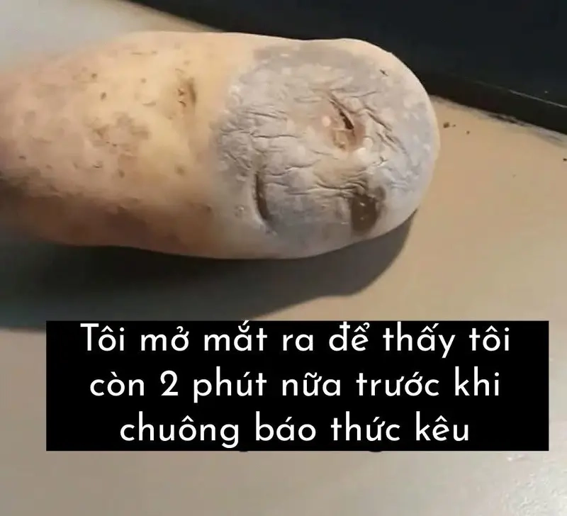 Bộ meme Hội những người lười siêu chất giúp bạn thư giãn sau giờ làm