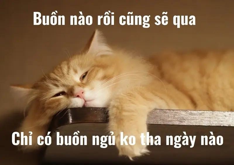 Meme trước và sau khi đi ngủ hài hước làm bạn dễ chịu hơn