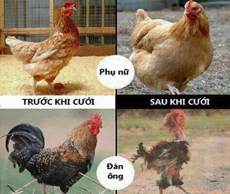 Meme trước và sau khi lấy vợ/chồng hài hước đậm chất đời thường