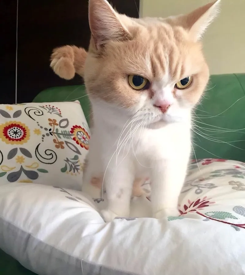 Không nói nhiều, chỉ gửi meme cay cú là đủ hiểu tâm trạng