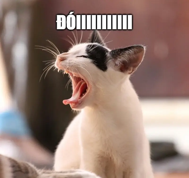 Phản ứng hài hước từ meme đói bụng khiến người xem bật cười