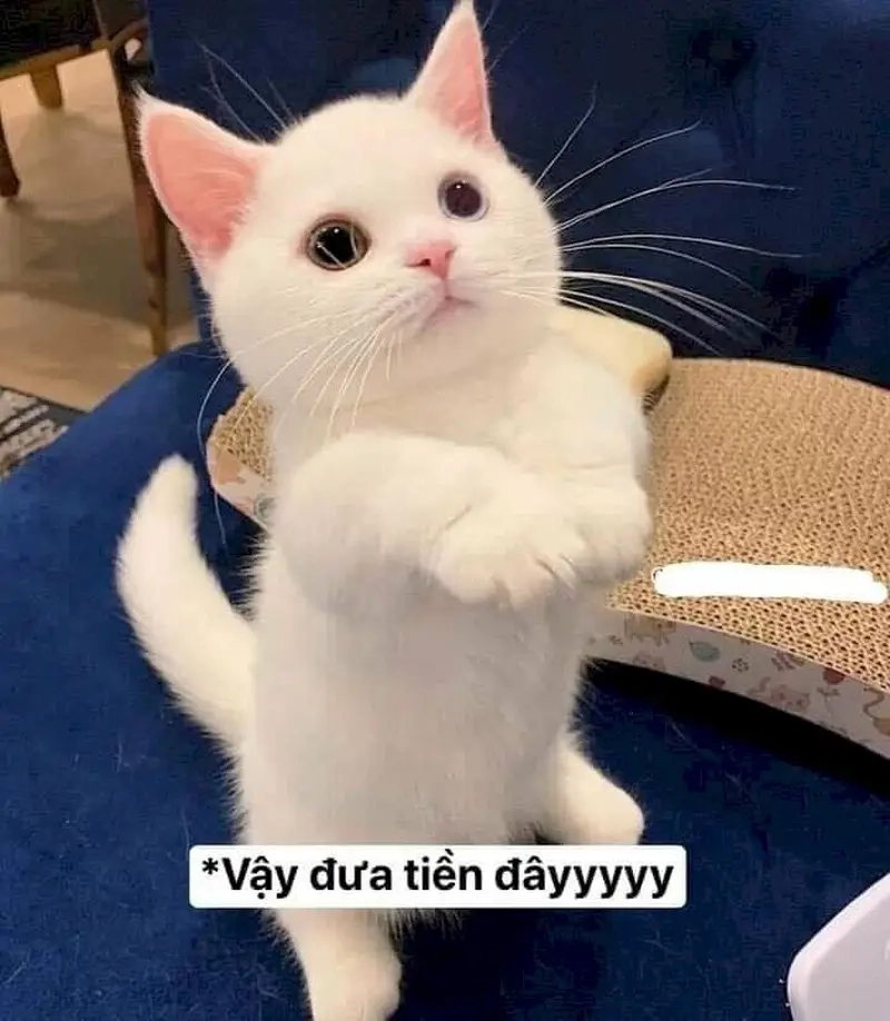 Meme về bạn bè kết hợp meme vay tiền bạn khiến mọi người bật cười