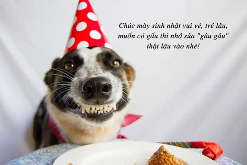 Meme chúc mừng sinh nhật bạn hài hước làm ngày đặc biệt thêm vui