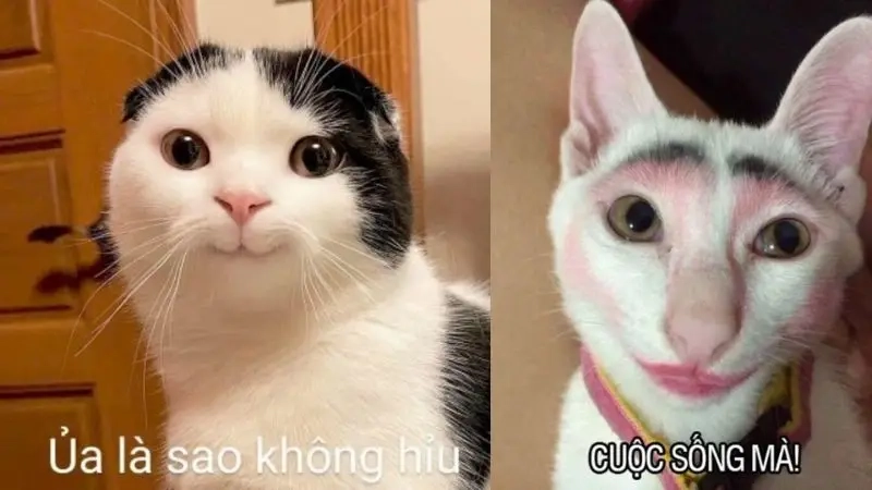 Meme về bạn bè hài hước cùng meme troll bạn không thể bỏ qua