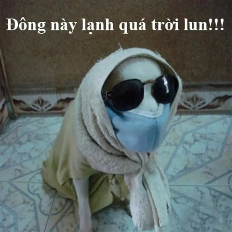 Meme trời lạnh co ro làm ấm lòng người trong những ngày giá rét