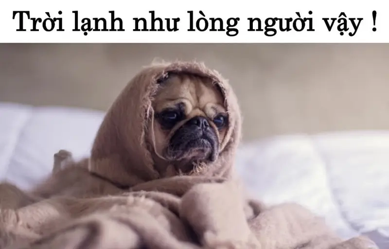 Cười vui với meme trời lạnh co ro và những chiếc áo len dày cộm