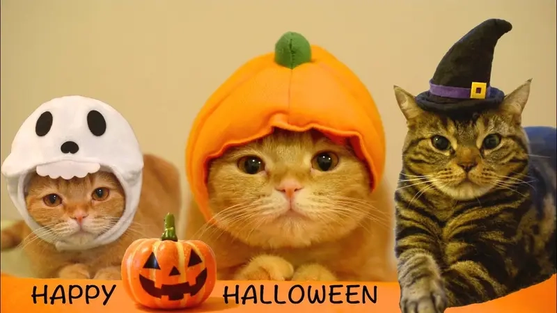Meme Halloween làm nổi bật không khí lễ hội kinh dị vui nhộn