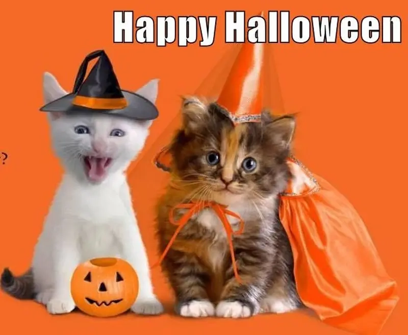 Gửi meme Halloween cho bạn bè để tạo không khí rùng rợn mà hài