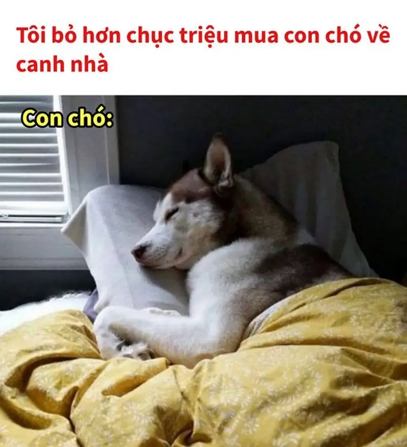 Cười sảng khoái với meme nằm trên giường của dân mê nghỉ ngơi