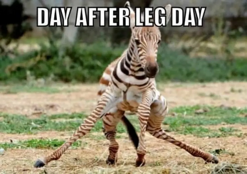 Khi meme leg day là ngày “ác mộng” của mọi gymer