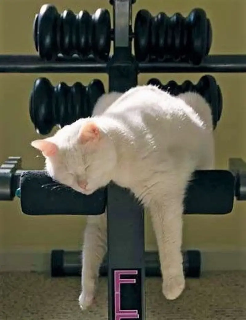 Khi meme nghỉ tập một hôm mà cảm thấy như cả tuần không tập