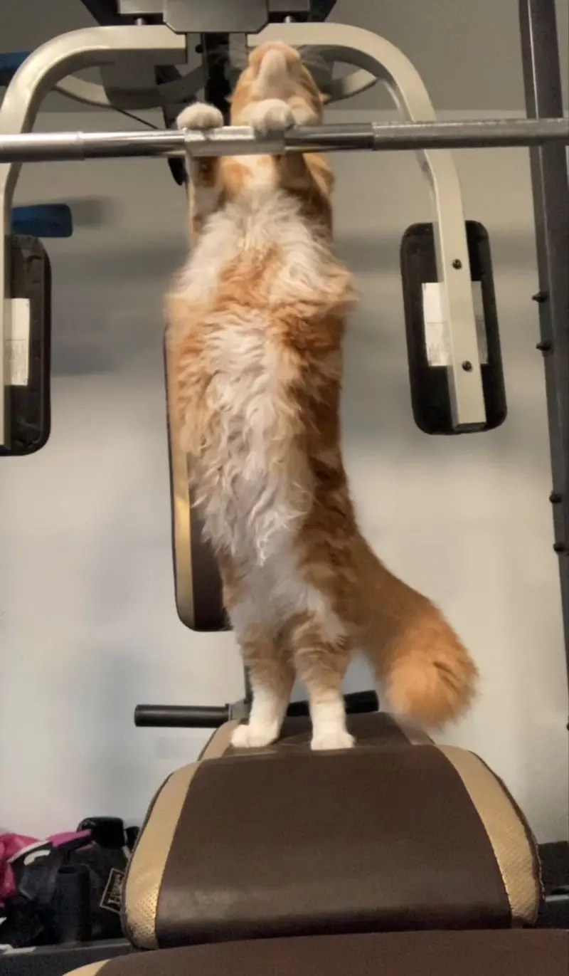 Hành trình vượt qua meme nghỉ tập một hôm không dễ dàng