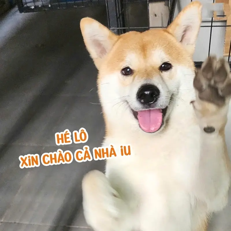 Meme về thú cưng với những pha 