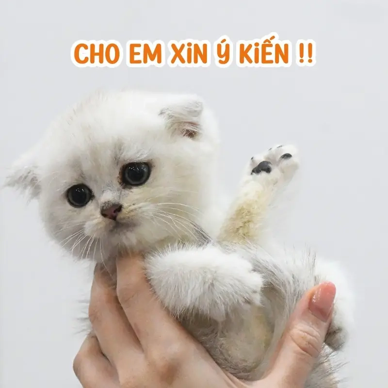 Boss (chó, mèo) lúc nào cũng làm chủ tình hình meme boss (chó, mèo)