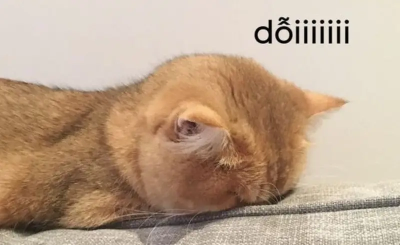 Meme về thú cưng khi boss dỗi làm cả nhà lo lắng