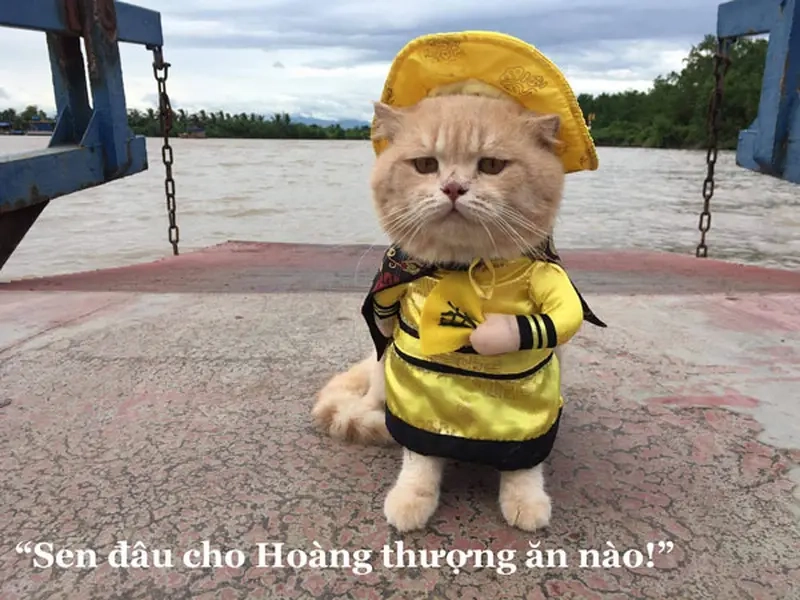 Cuộc sống của meme con sen là chạy theo boss suốt ngày