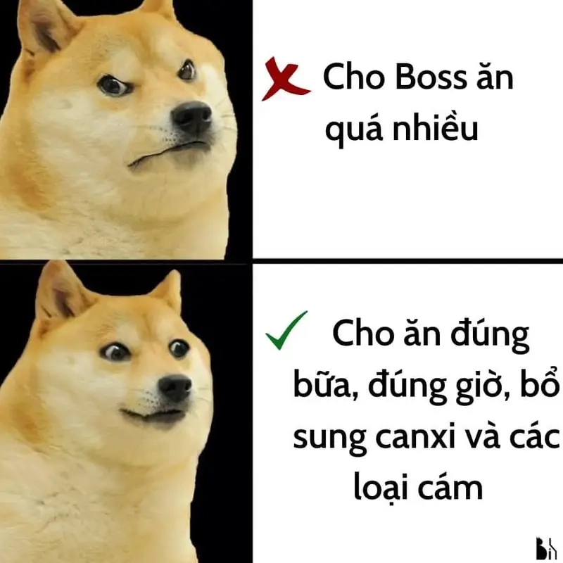Meme khi boss dỗi khiến con sen phải chạy đôn chạy đáo