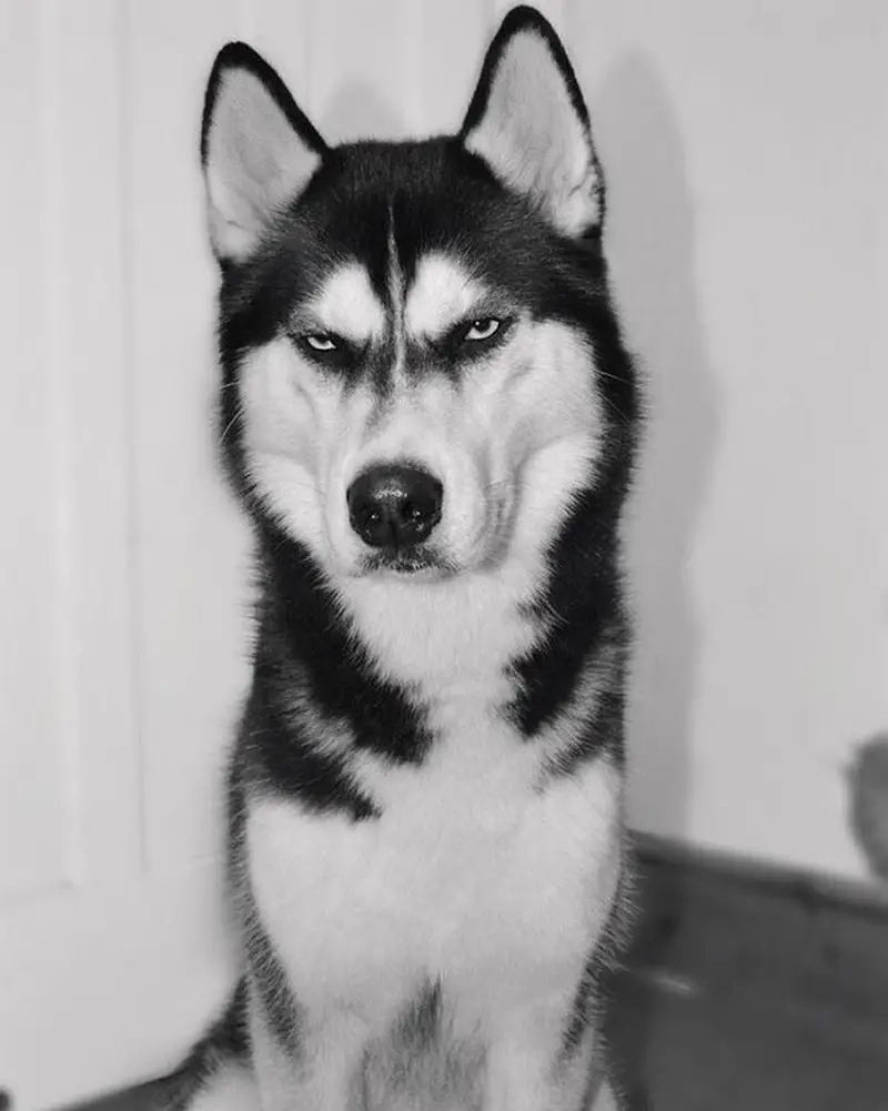Meme về thú cưng với những pha hài hước của chó ngáo husky