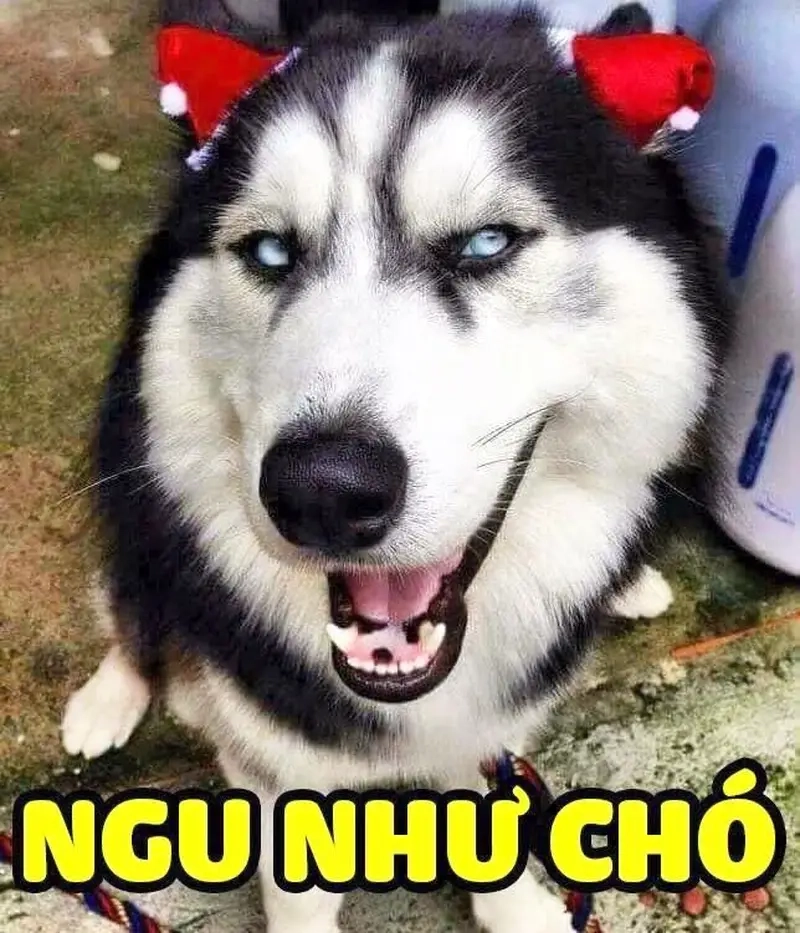 Meme chó ngáo husky và pha biểu cảm khó đỡ mỗi ngày