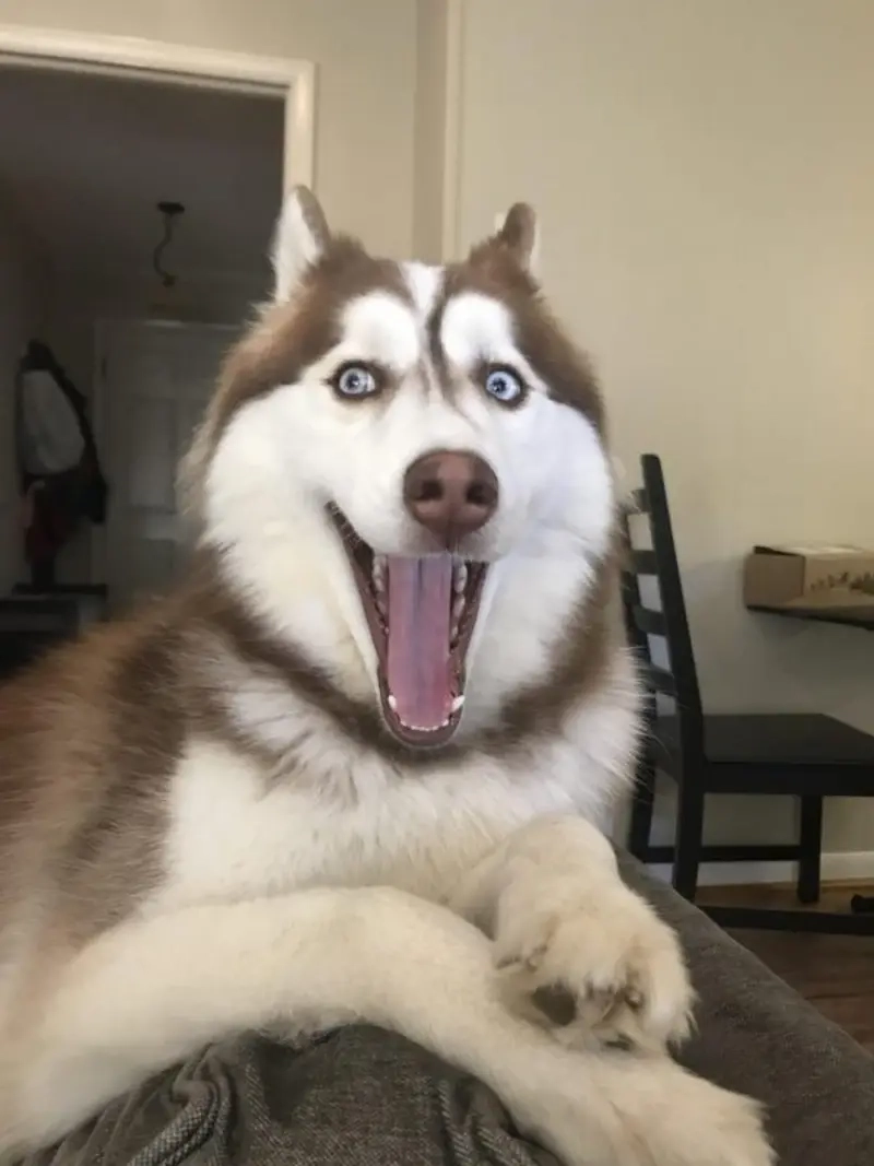 Sự ngáo ngơ dễ thương chỉ có trong meme chó ngáo husky