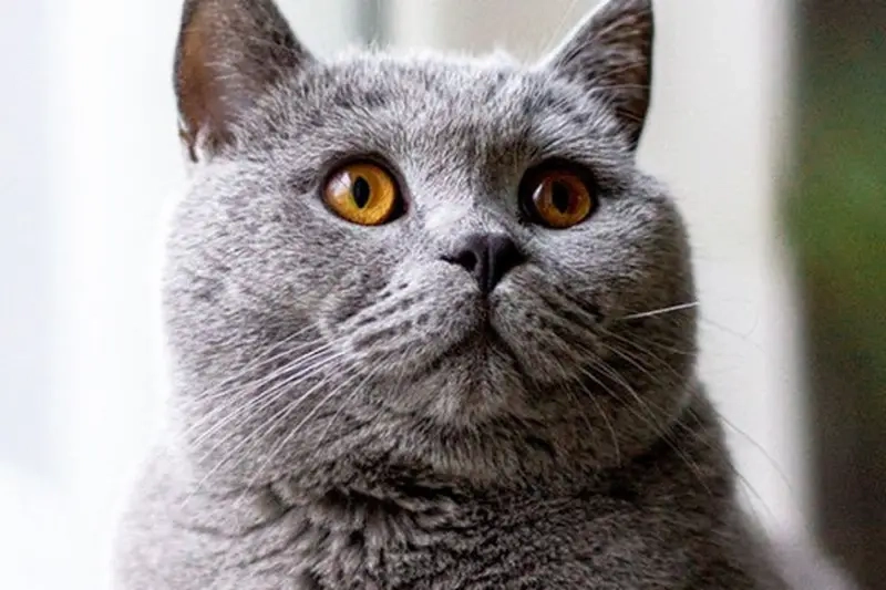 Biểu cảm khó đỡ của meme mèo Anh lông ngắn mỗi khi bị chọc phá