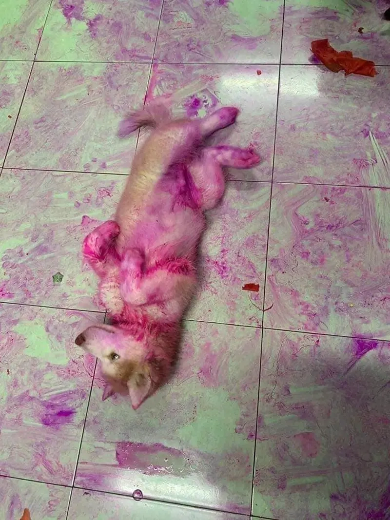 Meme về thú cưng khi con sen phải dọn 