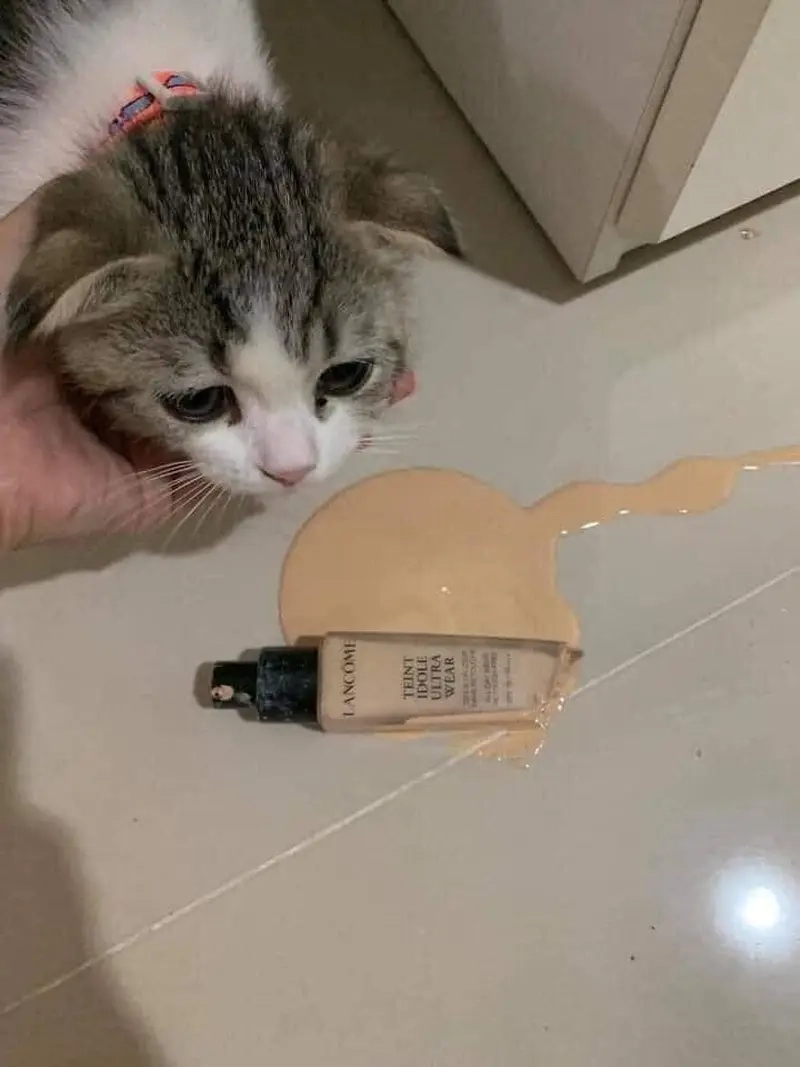 Meme về thú cưng khi boss phá nhà khiến con sen “phát điên”