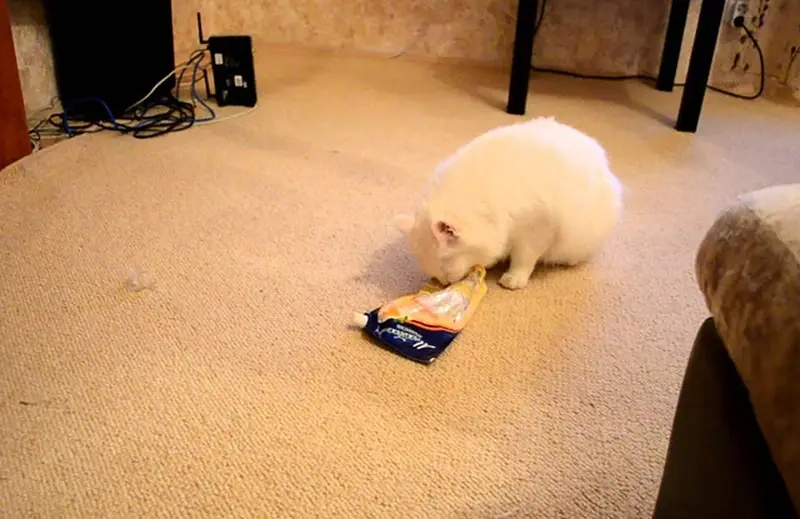 Con sen “bó tay” với những pha meme thú cưng phá nhà của boss