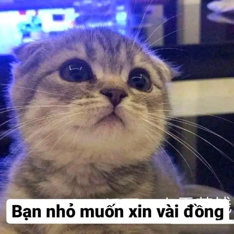 Khi cần “hỗ trợ”, meme xin tiền luôn là lựa chọn vui vẻ