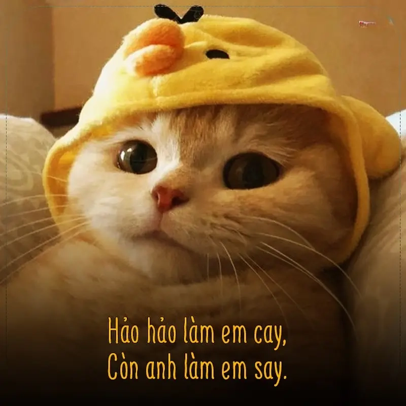 Meme cho crush làm tình yêu thêm phần lãng mạn và vui nhộn