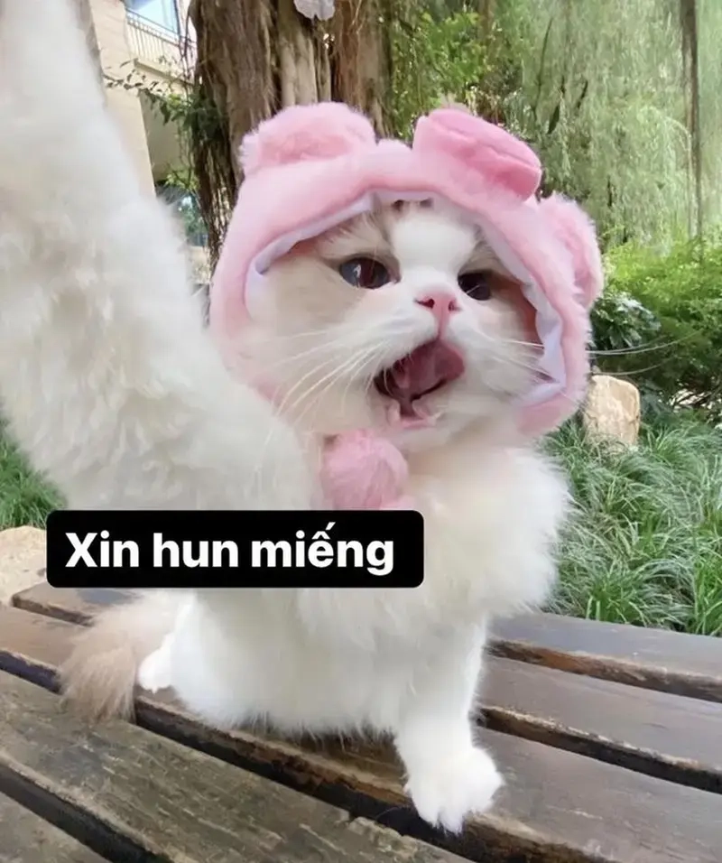 Tặng bạn chiếc meme cute để tăng độ “đáng yêu” hôm nay