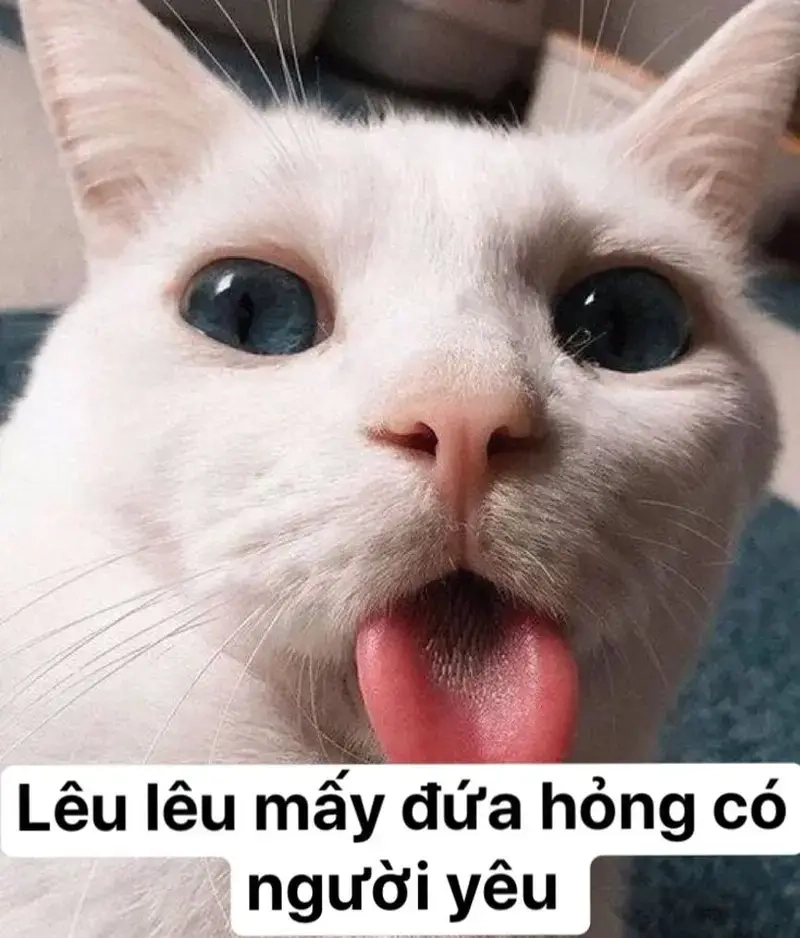 Cảnh báo: meme cute gây tan chảy mọi trái tim!